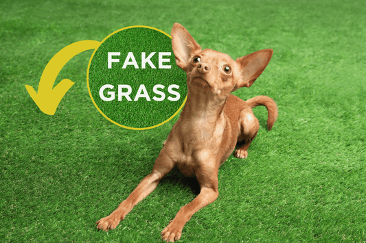 brown dog sitting on an artificial grass next to a sign that says fake grass