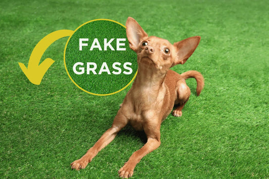 brown dog sitting on an artificial grass next to a sign that says fake grass