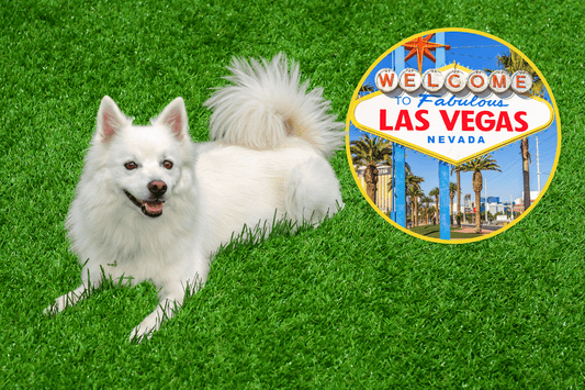white dog laying on artificial grass, welcome to las vegas sign inside a circle next to the dog