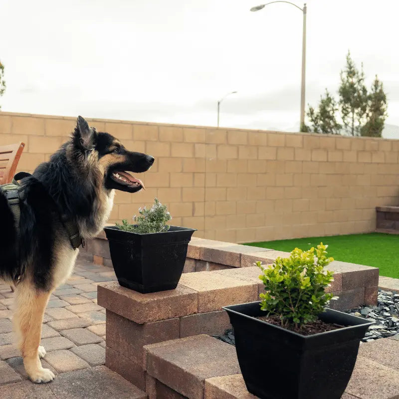 Creative Landscaping Ideas for Small Backyards in Las Vegas us turf