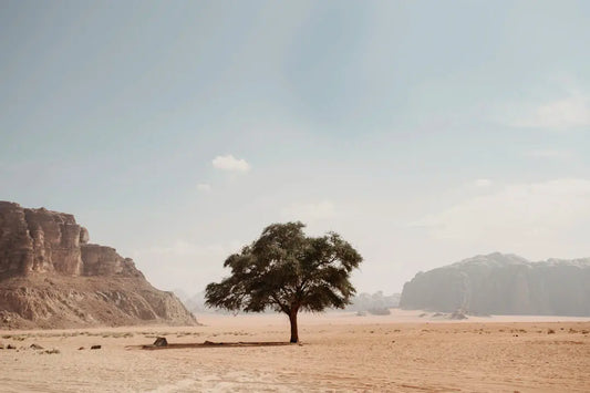 Creating a Sustainable Landscape in a Desert Environment