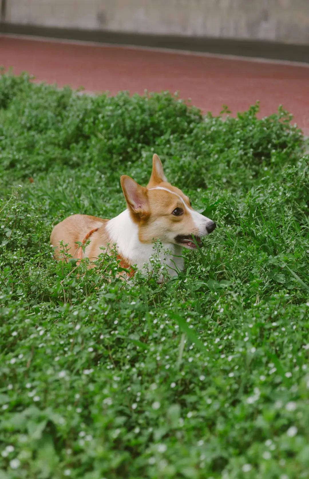 Creating a Pet Paradise Artificial Grass Landscaping