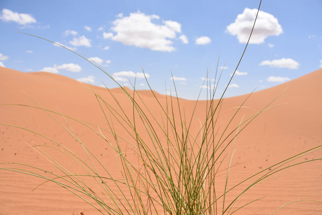The Environmental Impact of Artificial Grass in Desert Climates