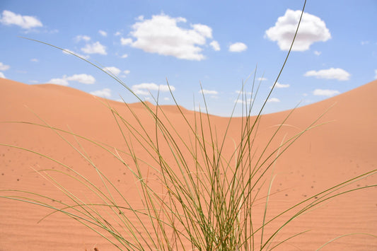 The Environmental Impact of Artificial Grass in Desert Climates