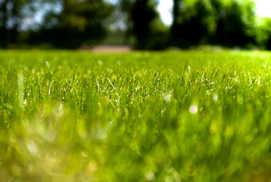 Debunking Common Misconceptions About Artificial Grass