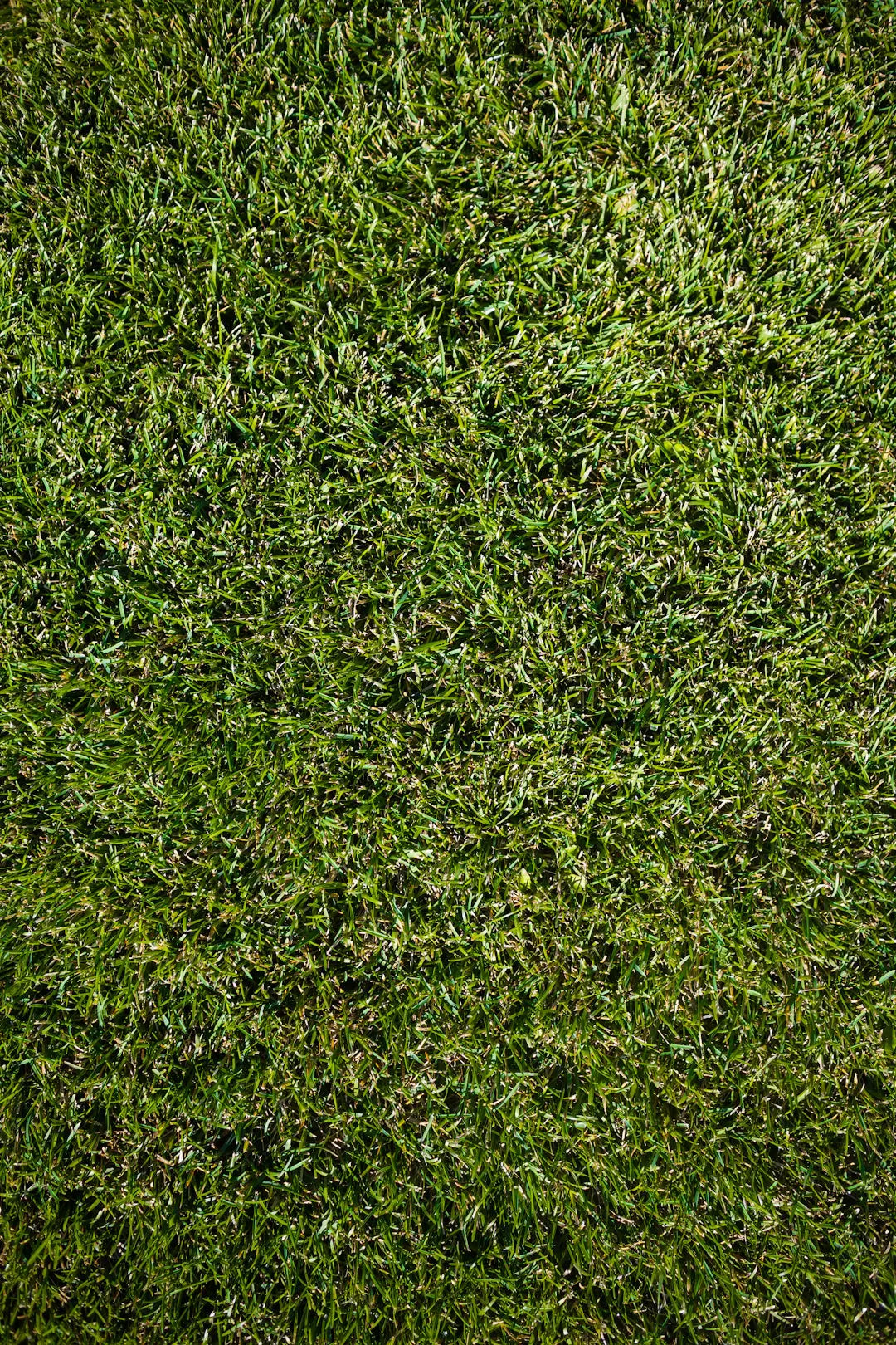 Maintain Your Artificial Grass for Lasting Perfection