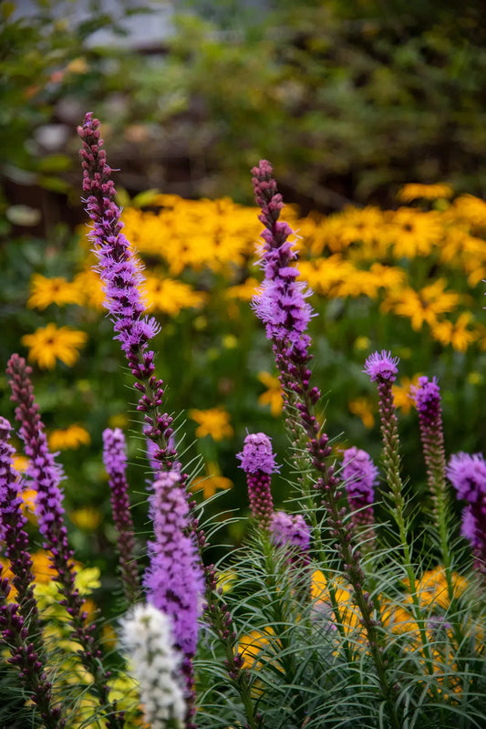 Enhance Your Landscape with Native Plants