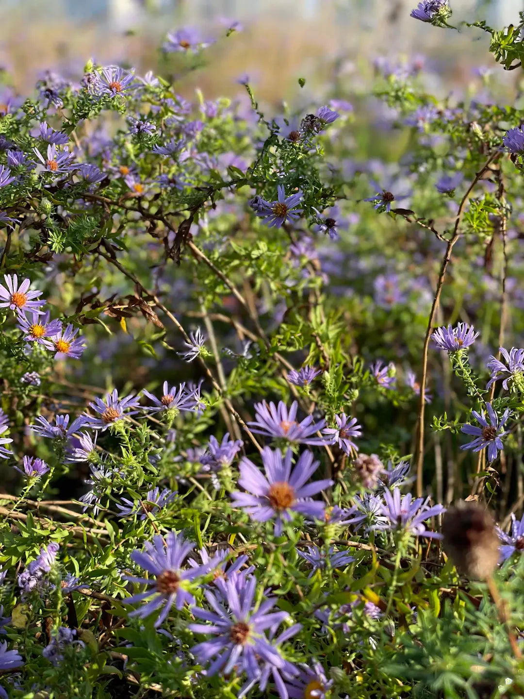 Transform Your Yard Landscaping with Native Plants