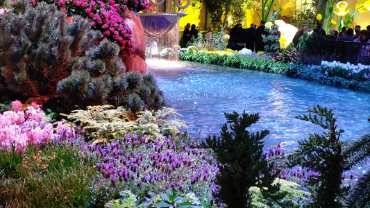 Essential Seasonal Landscaping Tips for Las Vegas