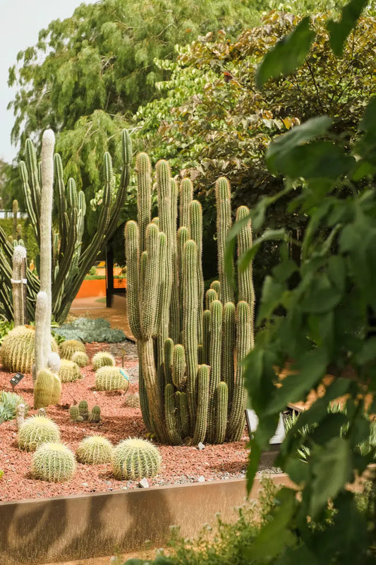 The Best Plants for Your Las Vegas Landscape