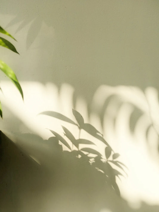 Creating Shade in Your Landscape Best Plants for Las Vegas
