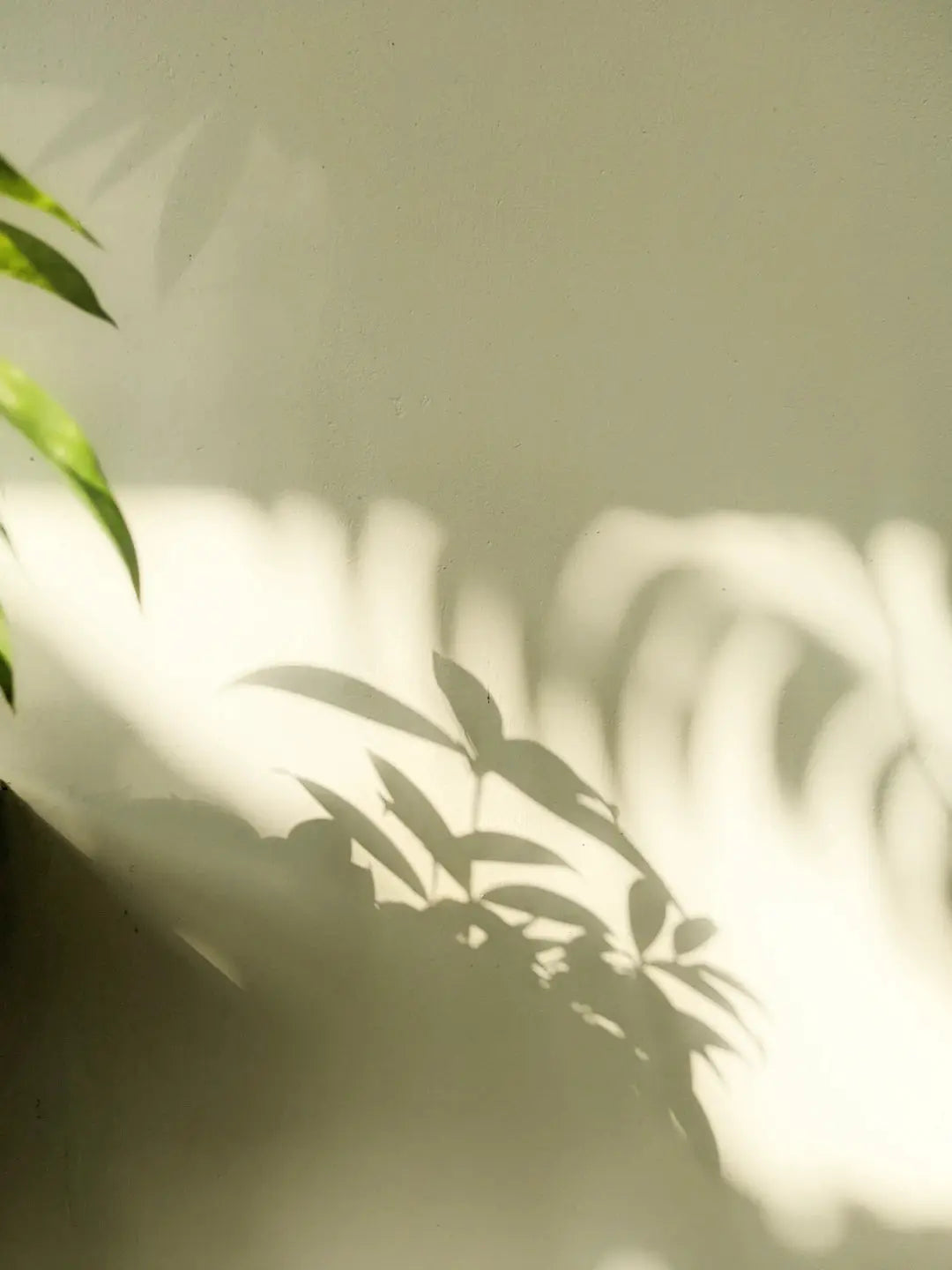 Creating Shade in Your Landscape Best Plants for Las Vegas