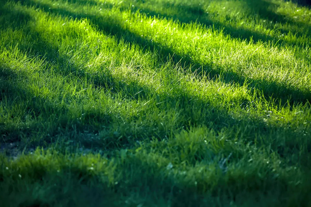 Seasonal Landscaping Ideas for Las Vegas with Artificial Grass