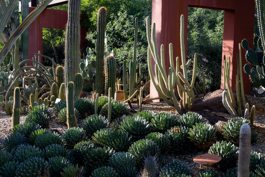 Drought-Resistant Landscaping Ideas for Las Vegas