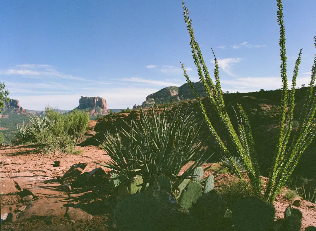 Mastering Arizona Landscapes in Dry Climates