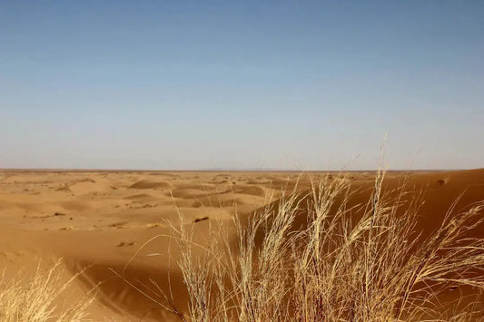 The Benefits of Artificial Grass in a Desert Climate