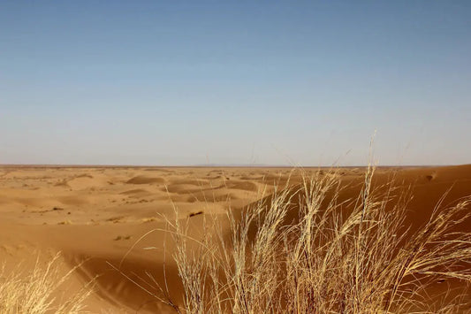 The Benefits of Artificial Grass in a Desert Climate