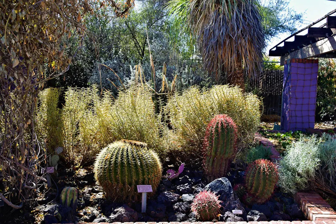 Smart Landscaping Ideas for High Wind Areas in Las Vegas