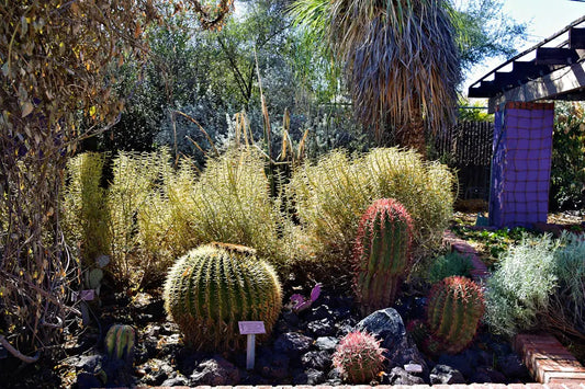 Smart Landscaping Ideas for High Wind Areas in Las Vegas