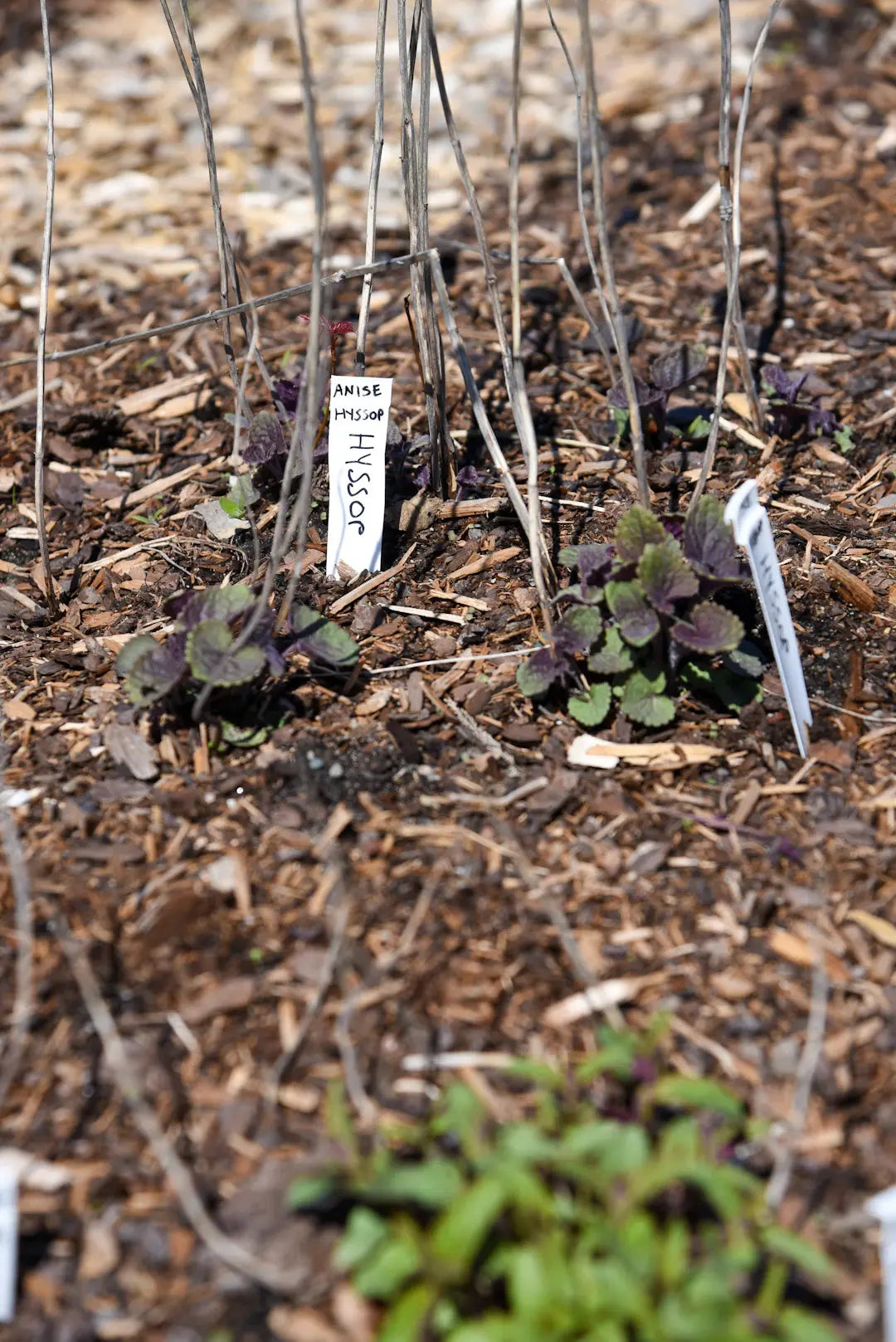 Mixing Nature and Innovation Native Plants with Artificial Grass