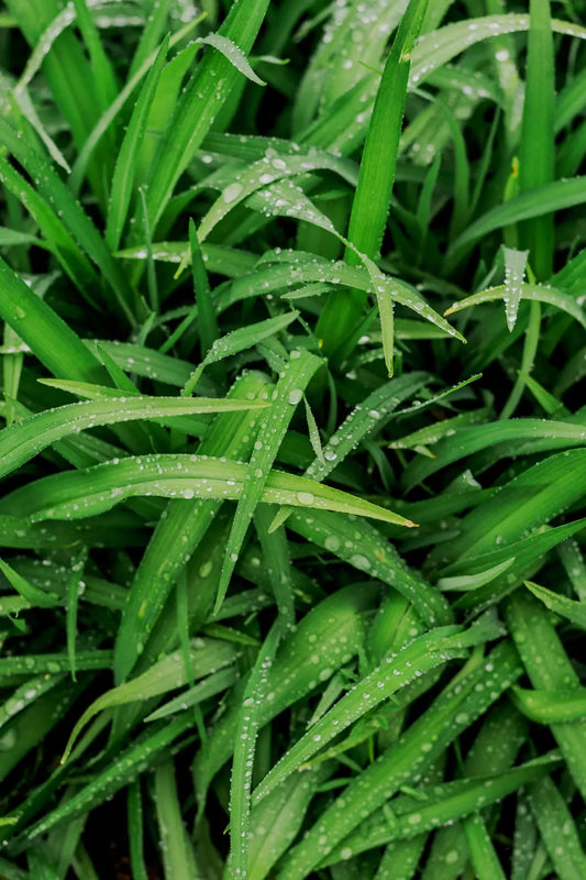 Essential Maintenance Tips for Artificial Grass