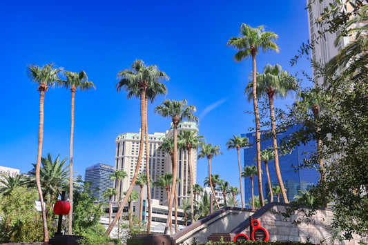 Transform Your Landscape Seasonal Changes in Las Vegas