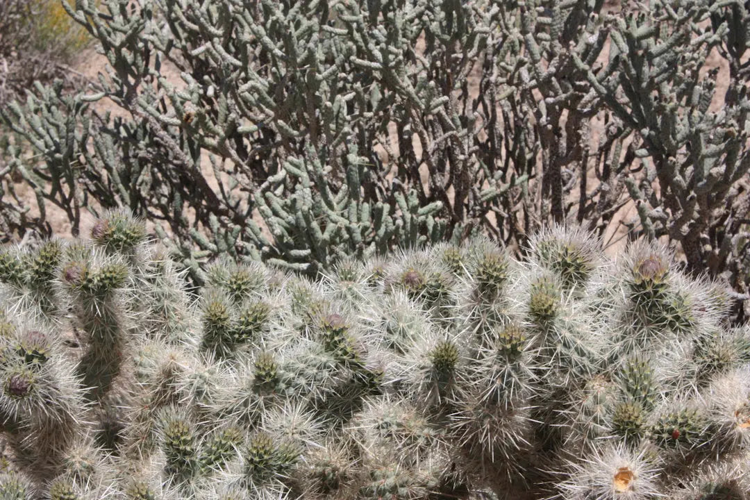 Essential Tips for Choosing the Right Plants in Desert Landscapes