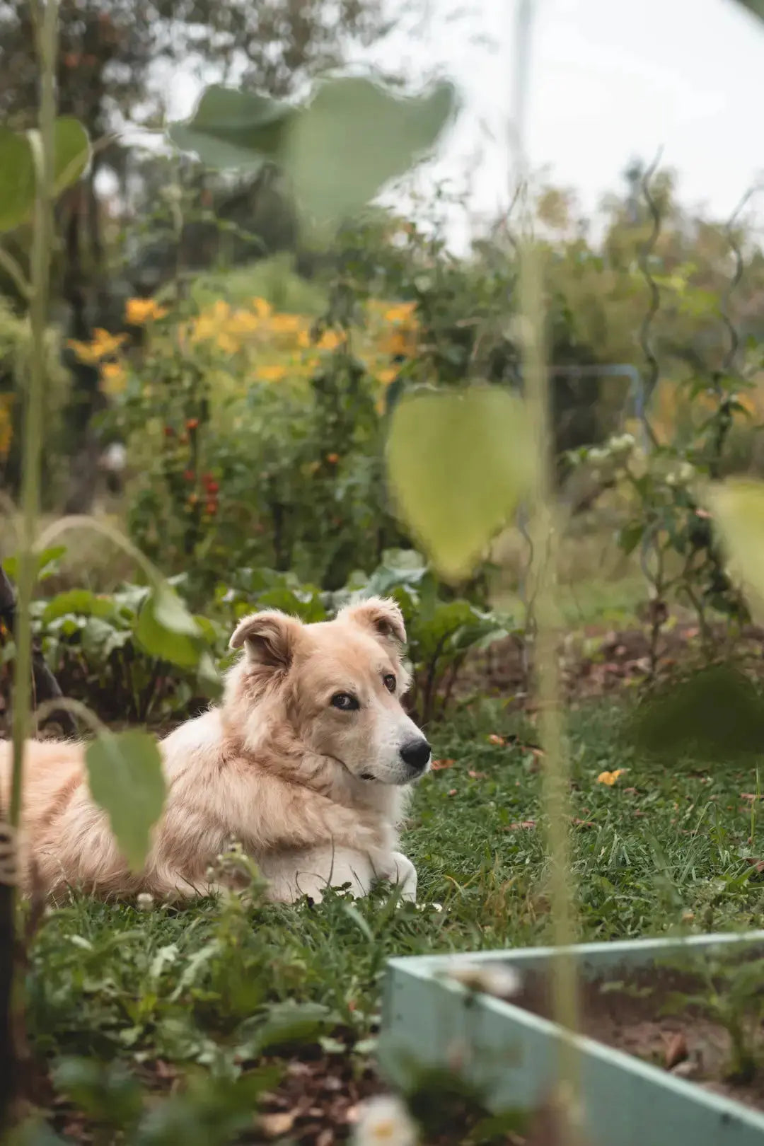 Creating a Pet-Friendly Landscape with Artificial Grass