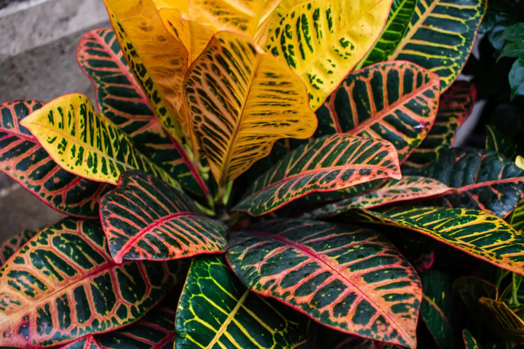 Vibrant Plants That Flourish in the Las Vegas Desert