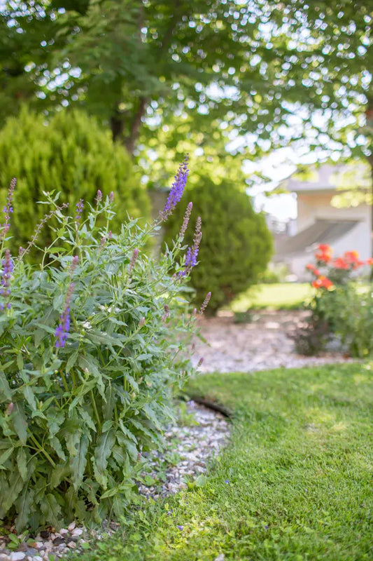 Essential Seasonal Landscaping Maintenance Tips for Las Vegas