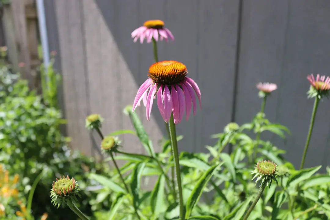 The Amazing Advantages of Native Plants in Landscaping