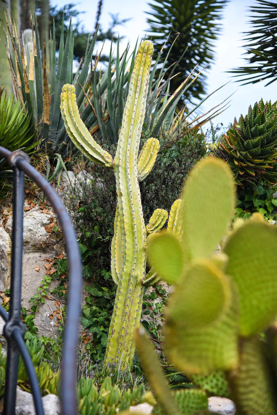 Discover the Benefits of Xeriscaping in the Desert