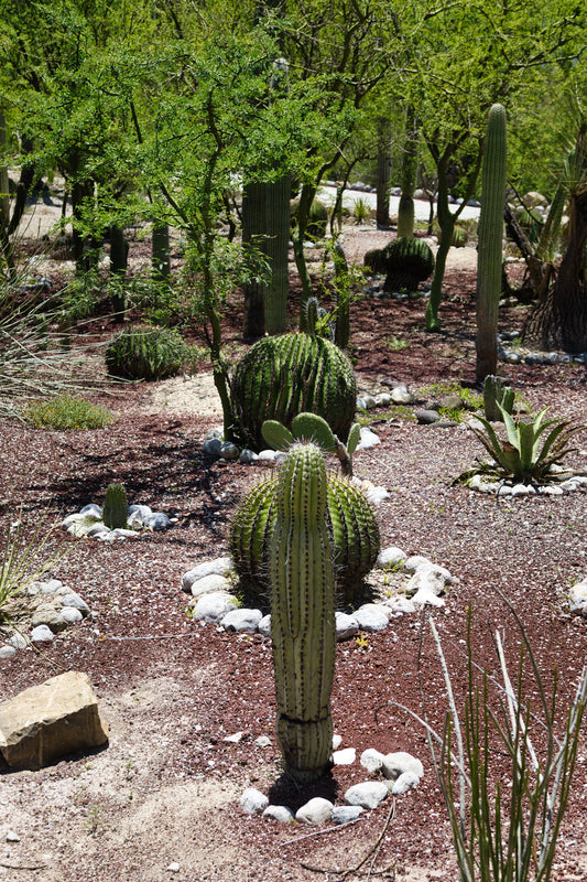 Desert Landscaping Ideas for Your Dream Home