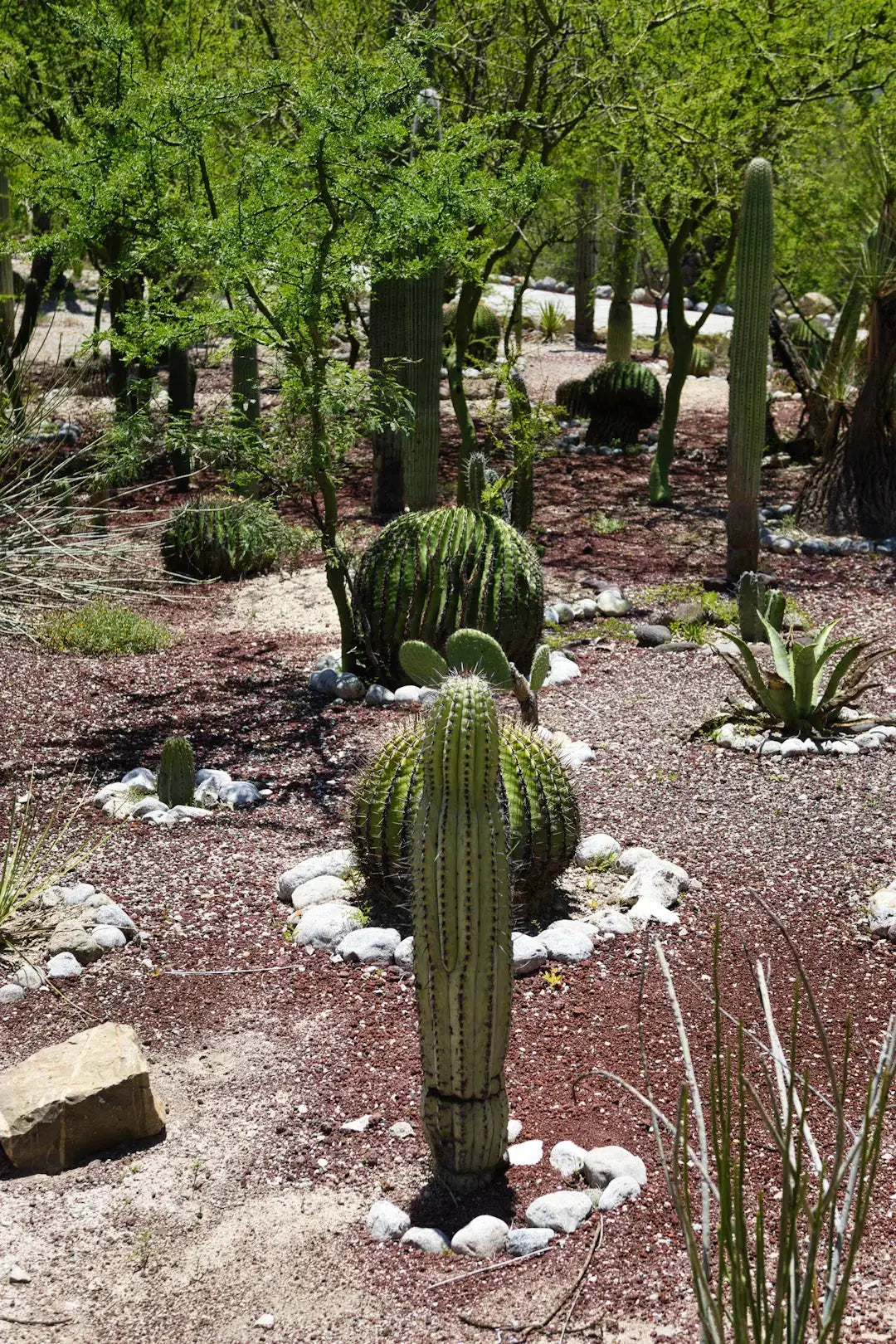 Smart Water-Saving Landscaping Tips for Las Vegas