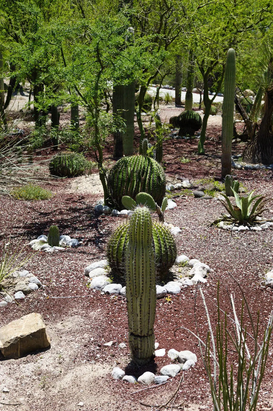 Mastering Landscaping in Las Vegas' Unique Climate