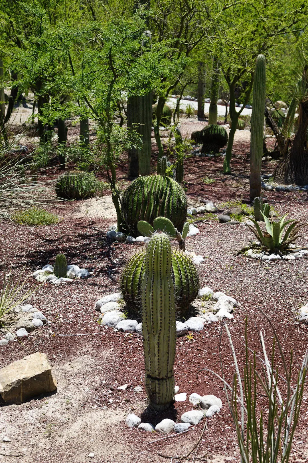 Fire-Safe Landscaping in Desert Environments