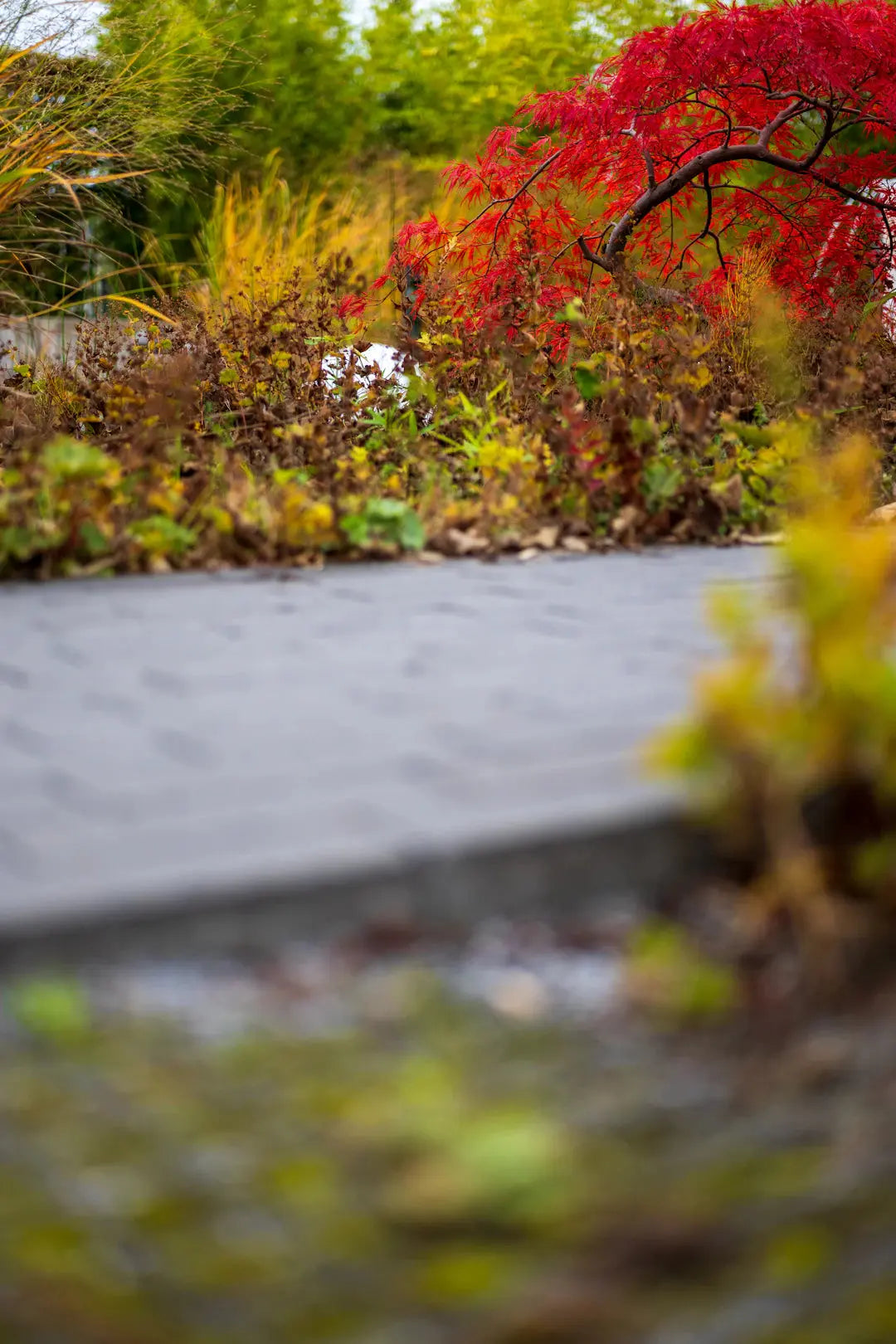 Transform Your Yard Seasonal Color Changes in Landscaping