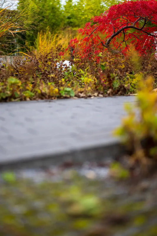Transform Your Yard Seasonal Color Changes in Landscaping