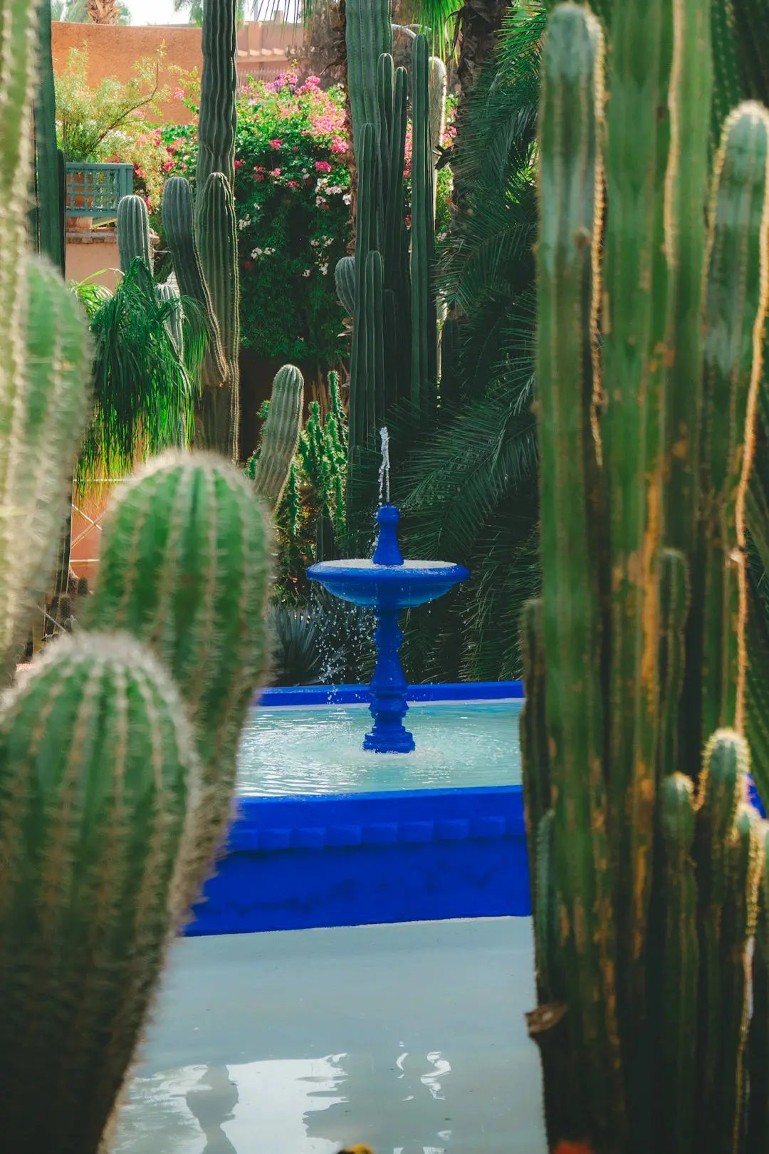 The Role of Irrigation in Desert Landscaping