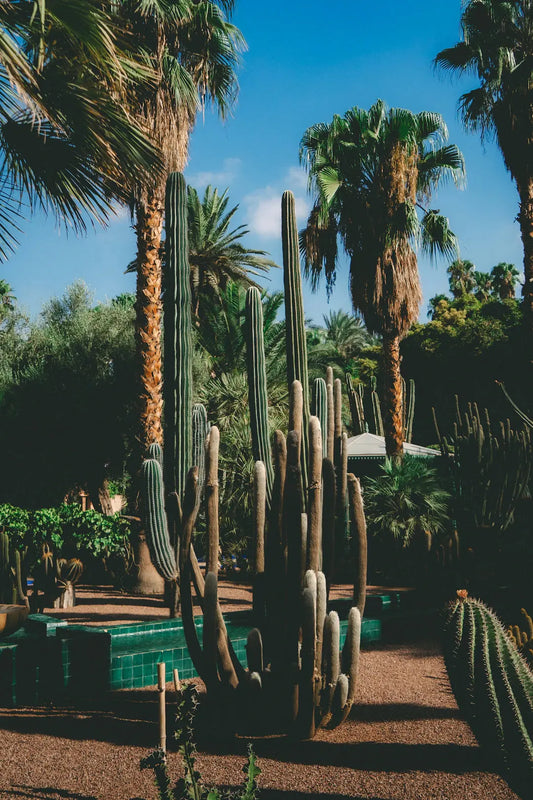 Effortless Landscaping Low-Maintenance Ideas for Las Vegas