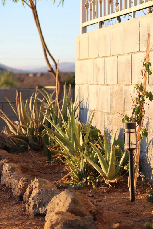 Water-Saving Landscaping Techniques for Dry Climates