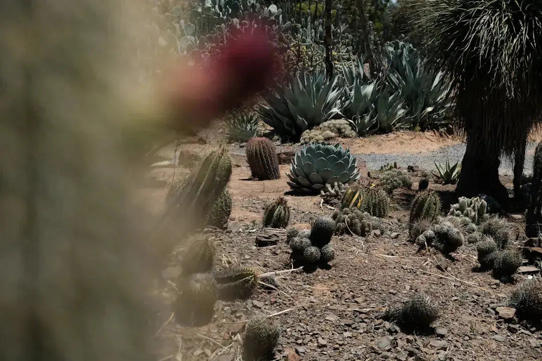 Grow Green Sustainable Gardens in Desert Climates