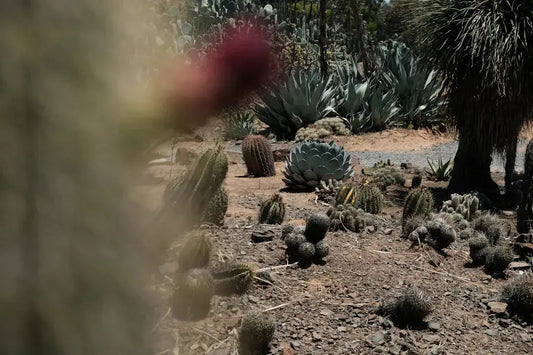 Grow Green Sustainable Gardens in Desert Climates
