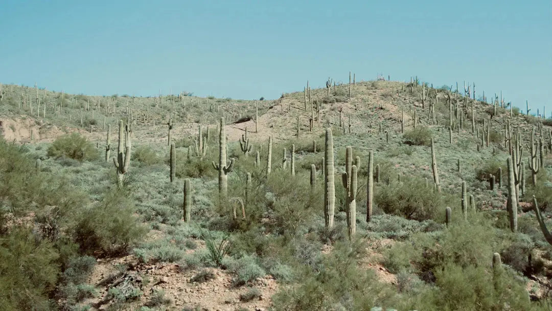 Design a Stunning Landscape with Limited Water Today
