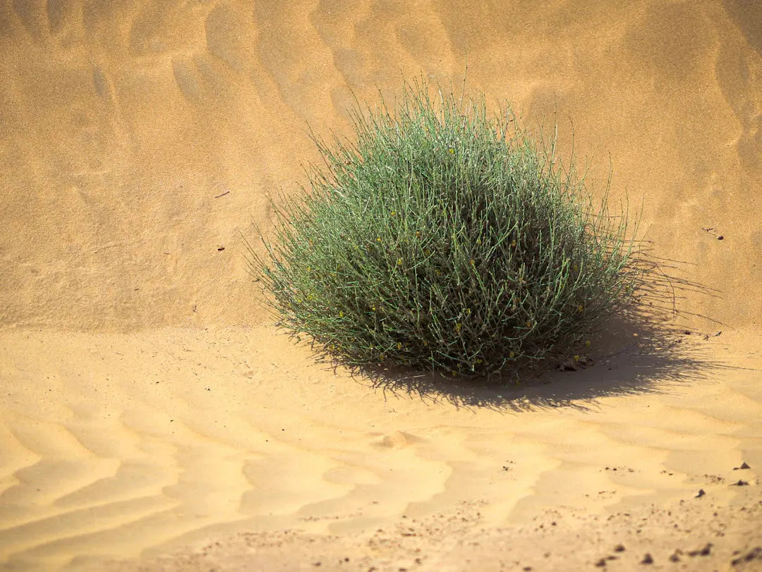 Explore Drought-Resistant Plants for Your Garden