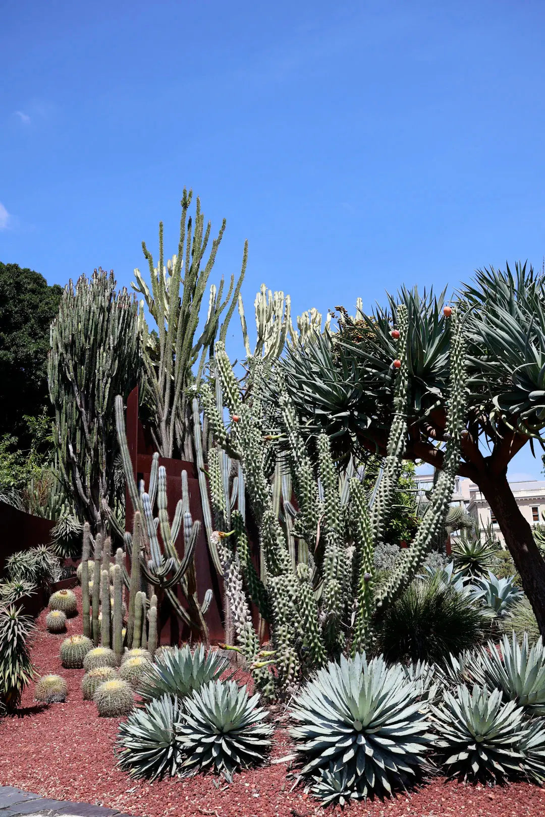 Water-Saving Landscaping Ideas for Las Vegas