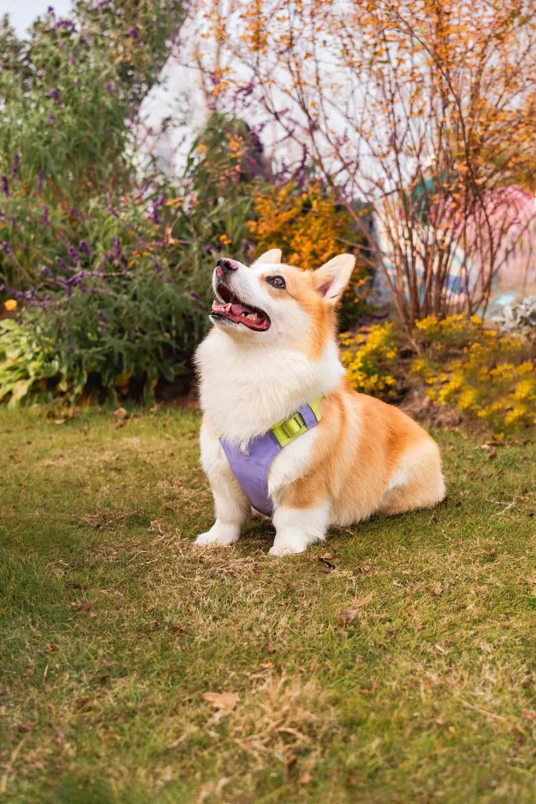 Pet-Friendly Landscaping Tips for Las Vegas Families