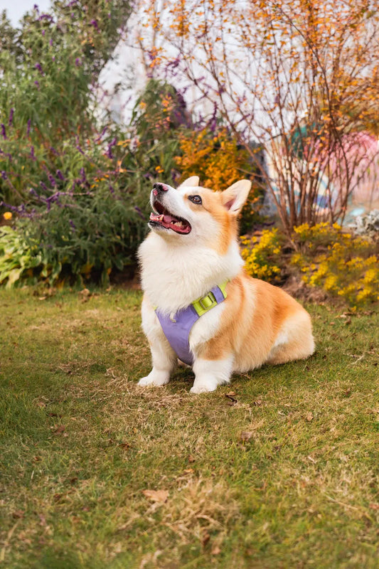 Pet-Friendly Landscaping Tips for Las Vegas Families