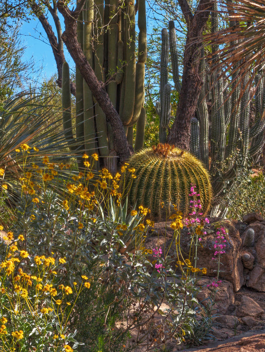 Sustainable Landscaping in Desert Areas A Greener Tomorrow