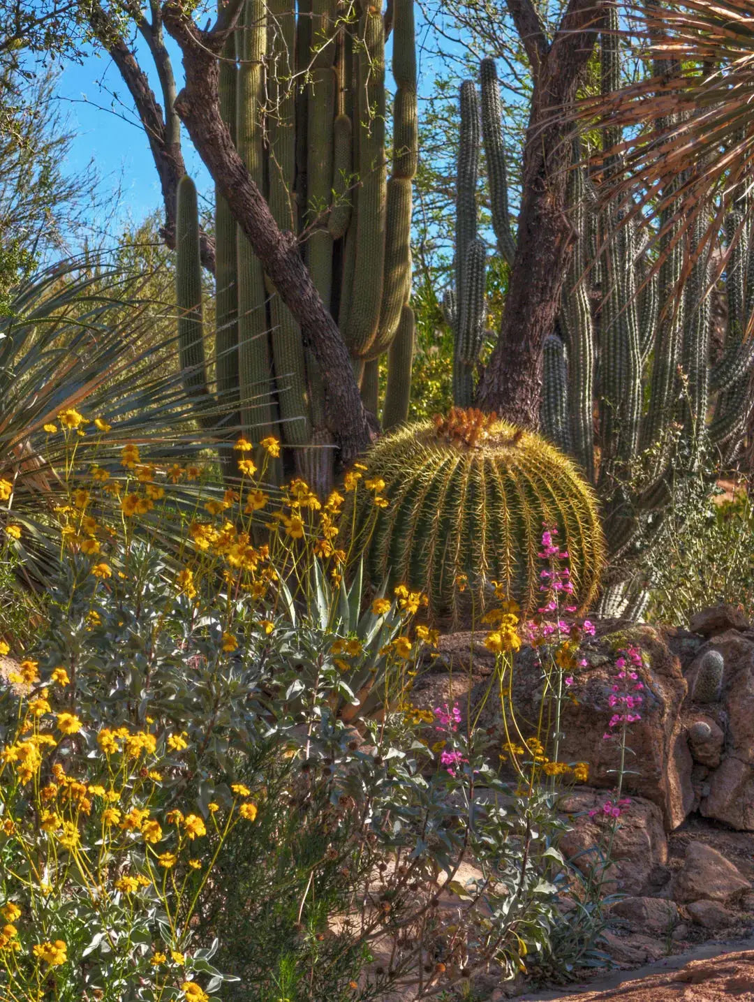 Sustainable Landscaping in Desert Areas A Greener Tomorrow